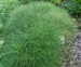 Peucedanum officinale
