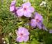 Phlox paniculata 'Victorian Lilac'