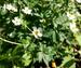 Ranunculus aconitifolius