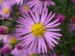 Aster 'Pink Star'