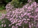 Aster 'Pink Star'