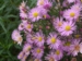 Aster 'Pink Star'