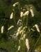 Sanguisorba officinalis White Tanna