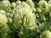 Trifolium ochroleucum