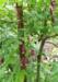 Aconitum hemsleyanum 'Red Wine'