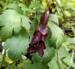 Aconitum hemsleyanum 'Red Wine'