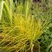 Carex elata Aurea