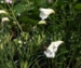 Impatiens arguta 'Alba'