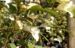 Impatiens arguta 'Alba'