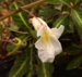 Impatiens arguta 'Alba'