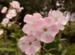 Phlox paniculata Duchess of York
