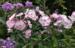 Phlox paniculata Duchess of York