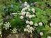 Allium schoenoprasum - hvid