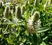 Trifolium rubens f. album 'Frosty Feathers'