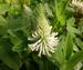 Trifolium rubens f. album 'Frosty Feathers'