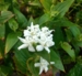 Tricyrtis hirta Alba