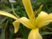 Hemerocallis 'Kindly Light'