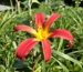 Hemerocallis Red Ribbons