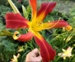 Hemerocallis Red Ribbons