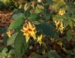 Impatiens stenantha