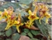 Impatiens stenantha