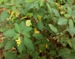 Impatiens stenantha