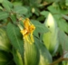 Impatiens stenantha