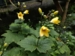 Kirengeshoma koreana