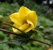 Kirengeshoma koreana