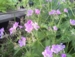 Geranium sylvaticum - Kirstens Pink