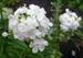 Phlox paniculata 'Hesperis White'