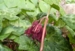 Podophyllum 'Spotty Dotty'