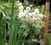 Allium cernuum 'White Master'