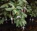Fuchsia magellanica var. molinae ‘Sharpitor
