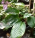 Hosta 'Purple Heart'