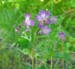 Geranium phaeum 'Plumcake'