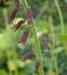 Tolmiea menziesii 'Taff's Gold'