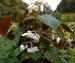 Begonia grandis var. evansiana 'Alba'