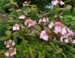 Hydrangea serrata 'Kiyosumi'