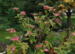 Hydrangea serrata 'Kiyosumi', afblomstret