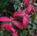 Hydrangea serrata 'Kiyosumi' efterårsfarve
