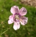Geranium phaeum 'Wendys Blush'