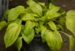 Hosta 'Silver Threads and Golden Needles'