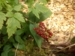 Actaea rubra