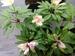 Anemone nemorosa 'Virescens' nr 2