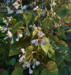 Begonia grandis ssp. sinensis 'Snow Pop'