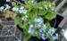 Brunnera macrophylla 'Caucasian Carpet'