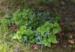 Brunnera macrophylla 'Caucasian Carpet'