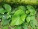 Brunnera macrophylla 'Caucasian Carpet'