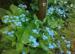 Brunnera macrophylla 'Caucasian Carpet'